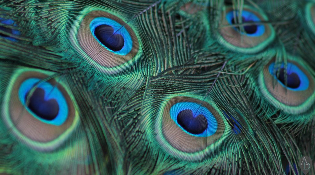 Et si on flânait au parc de Clères ?