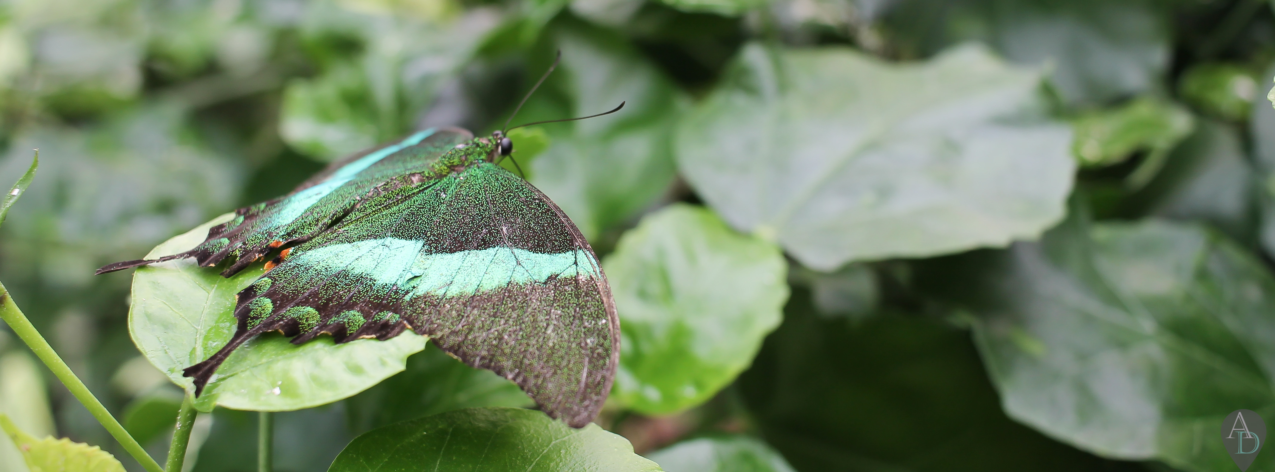Naturospace honfleur