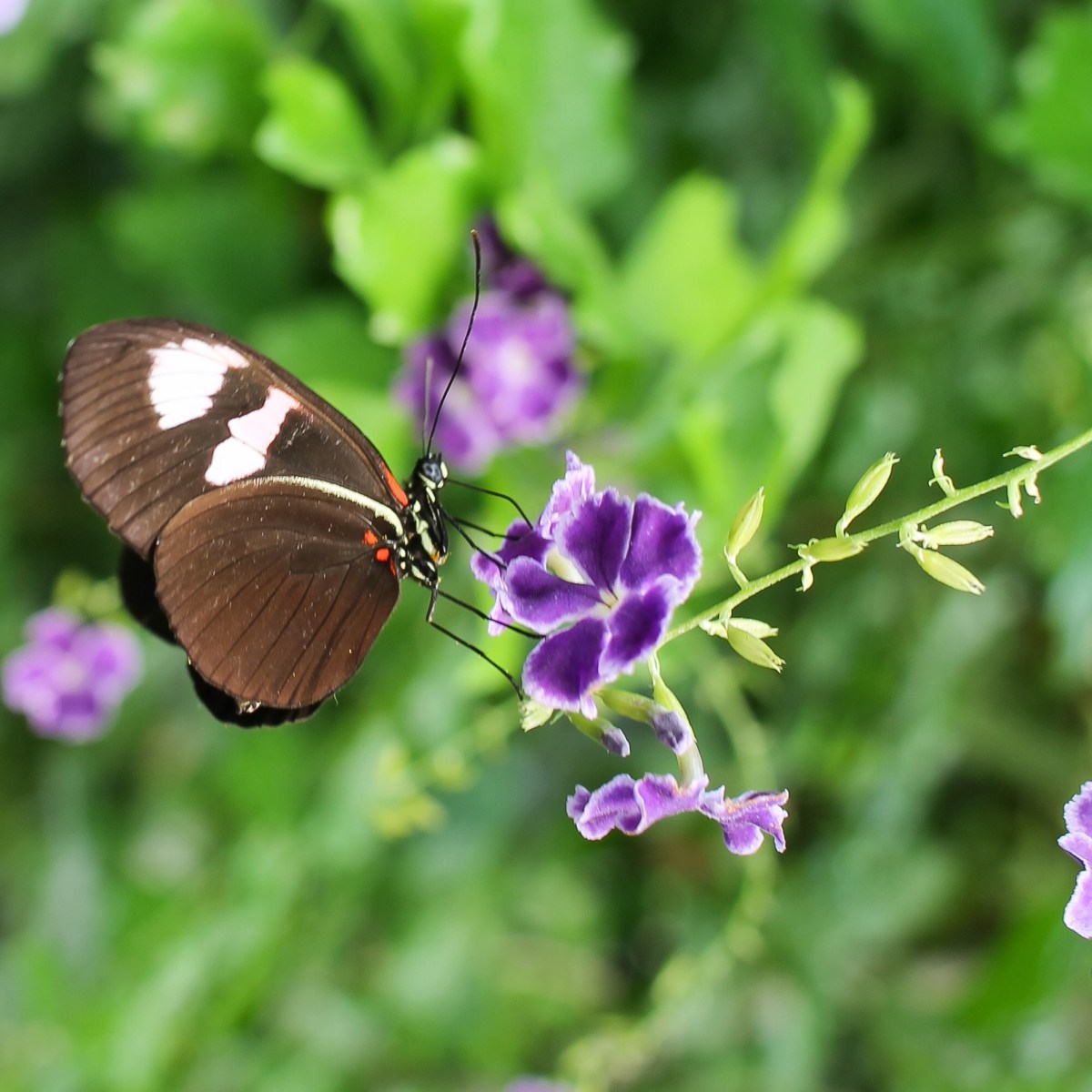 Serre tropicale à&nbsp;Honfleur