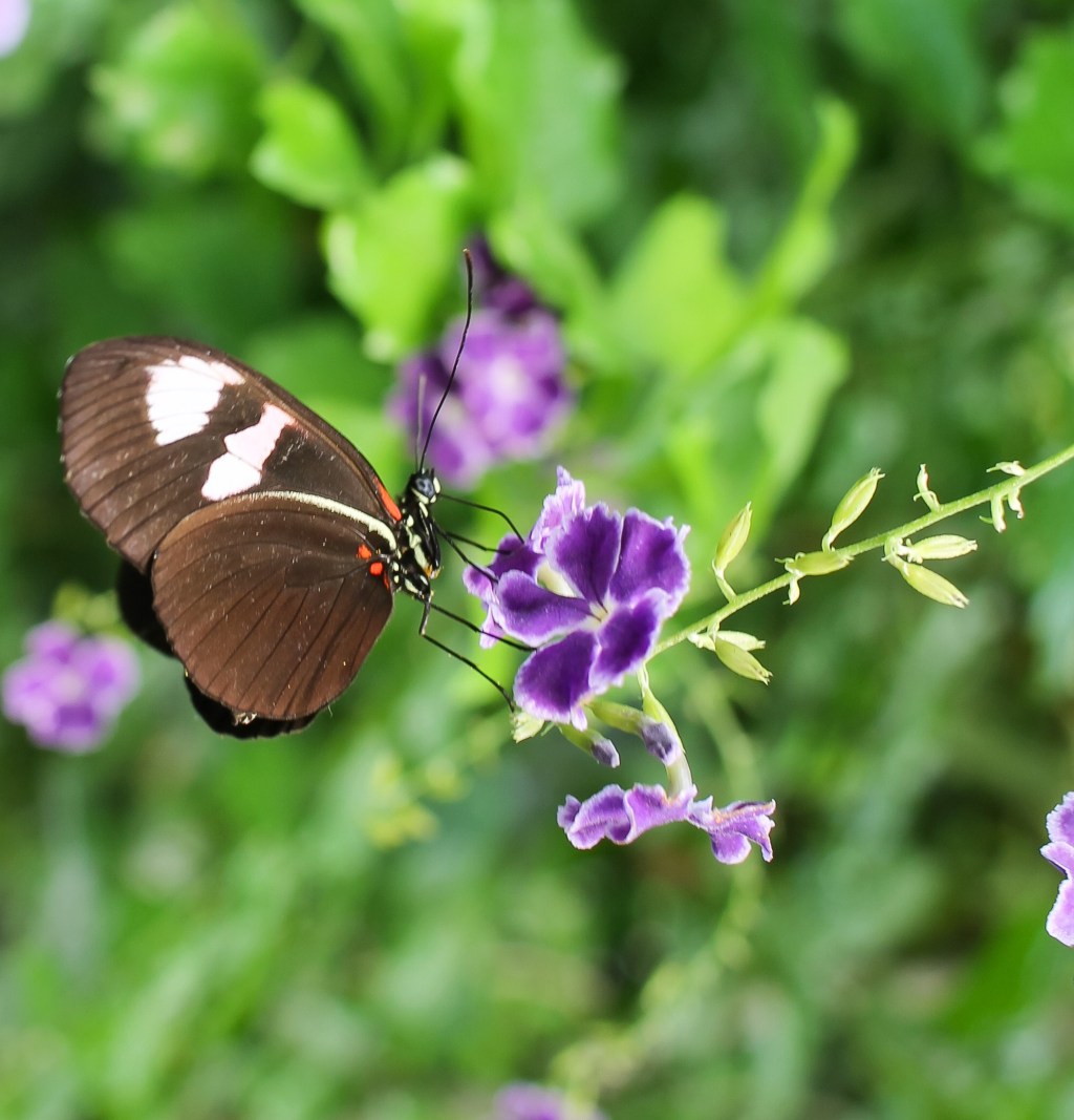 Serre tropicale à Honfleur