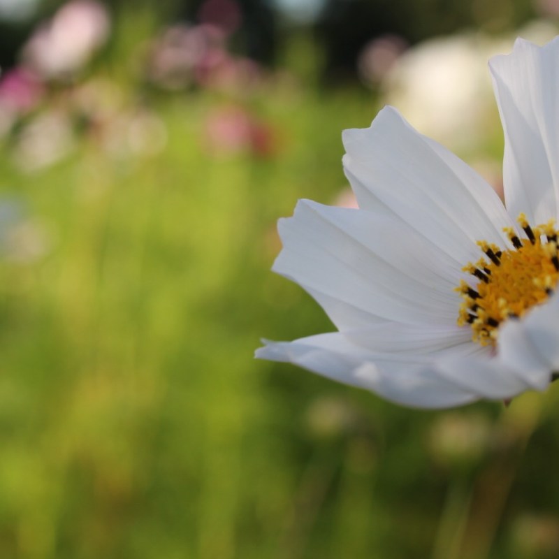 La Saint-Valentin est une fête&nbsp;commerciale
