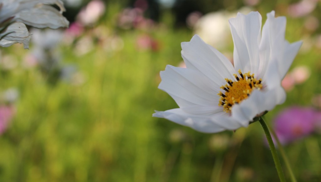 La Saint-Valentin est une fête commerciale