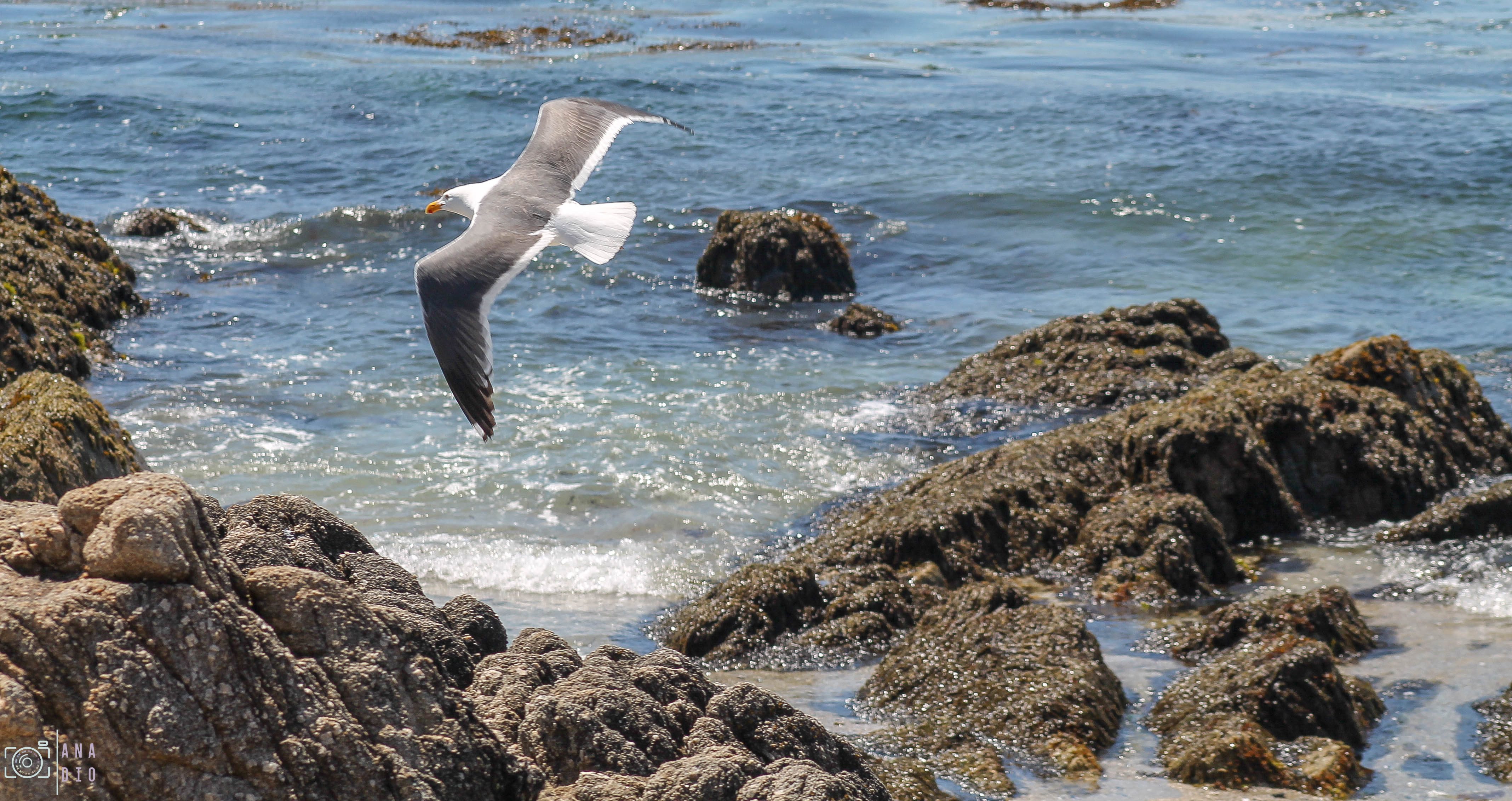 Highway 1 california
