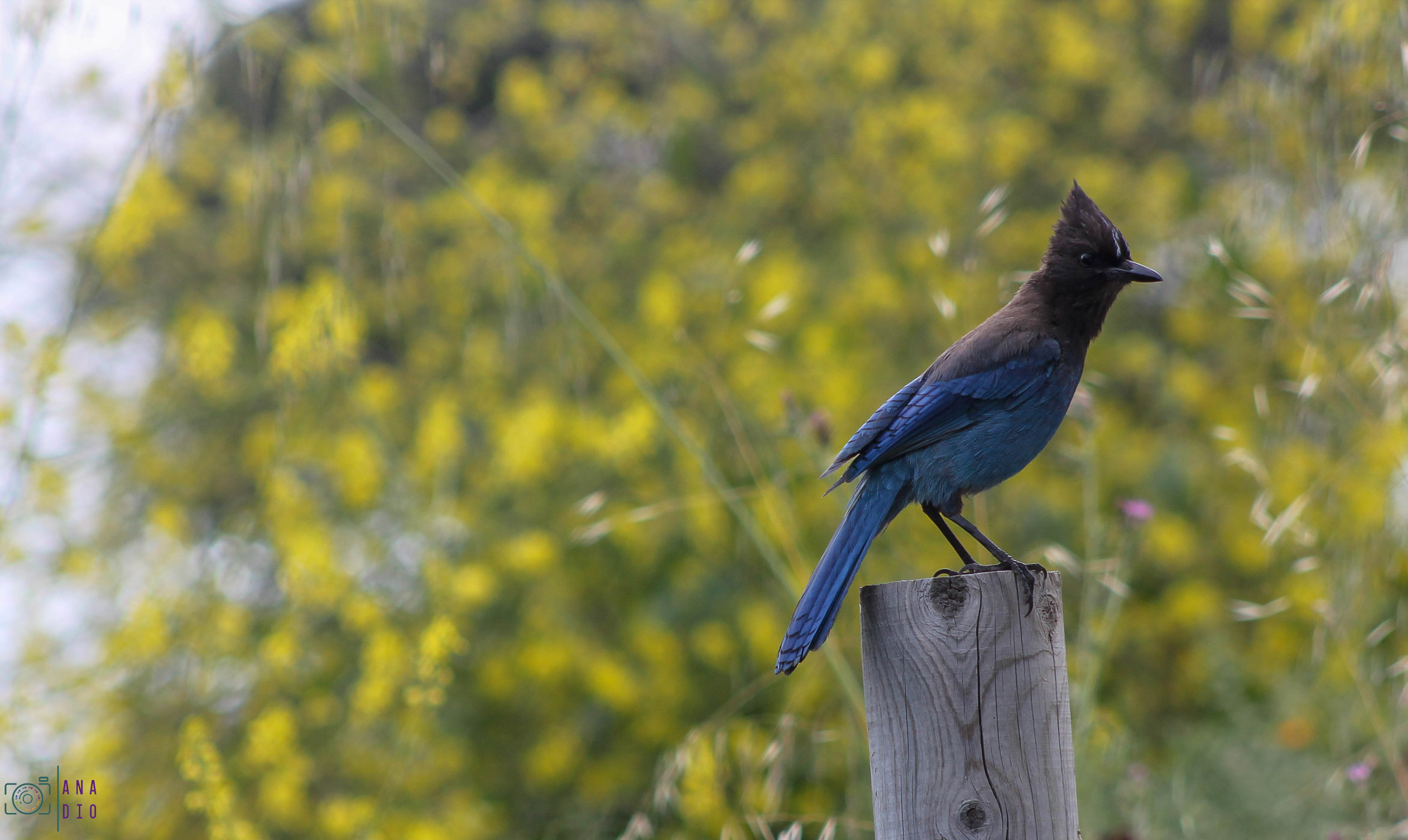 Highway 1 california