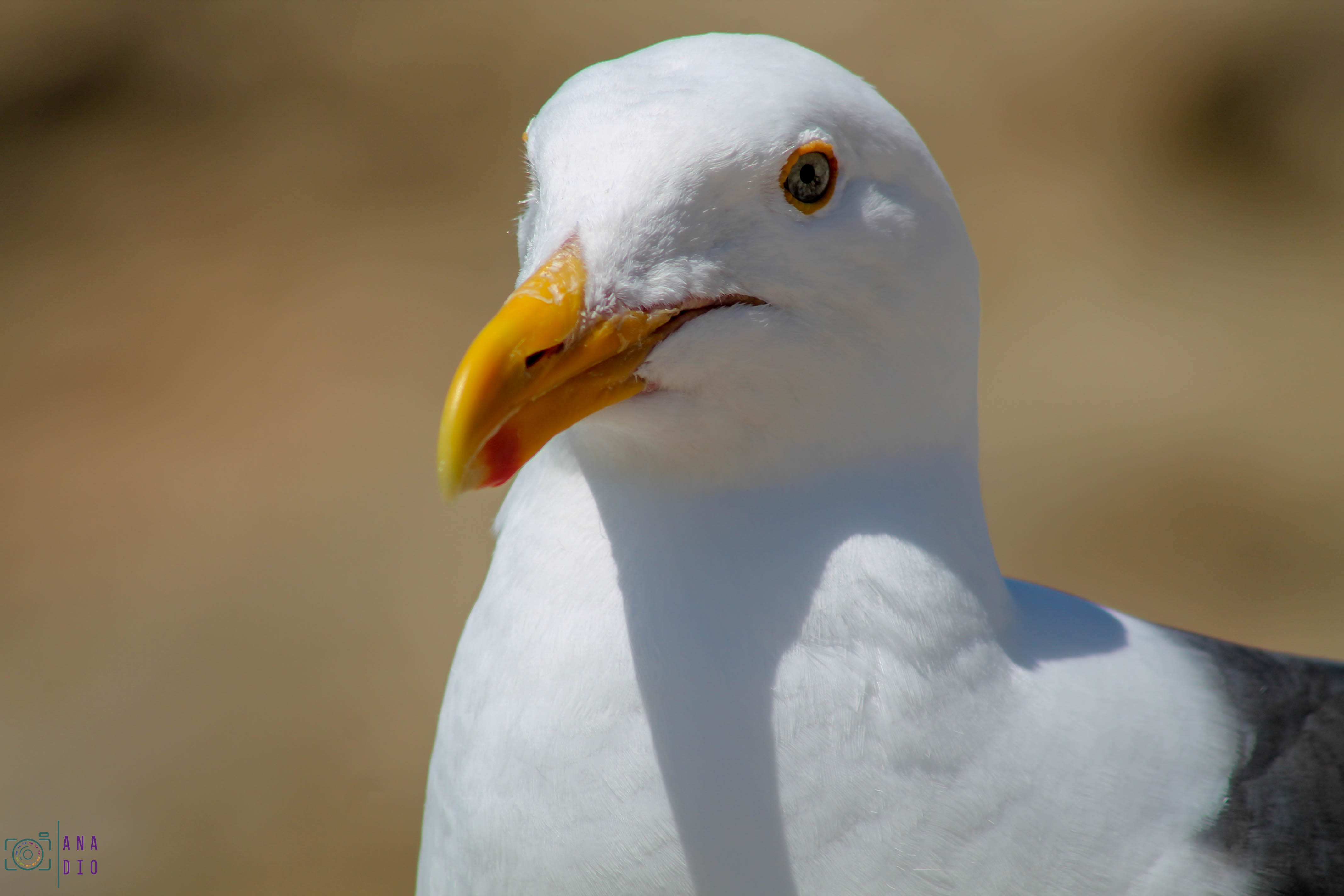 Highway 1 california