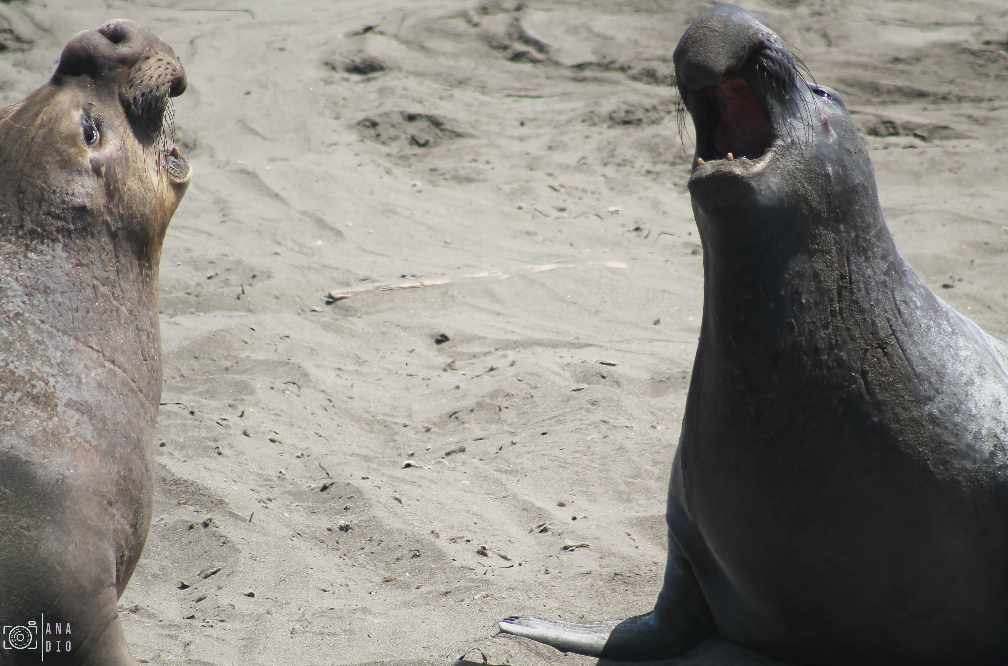 Highway 1 california