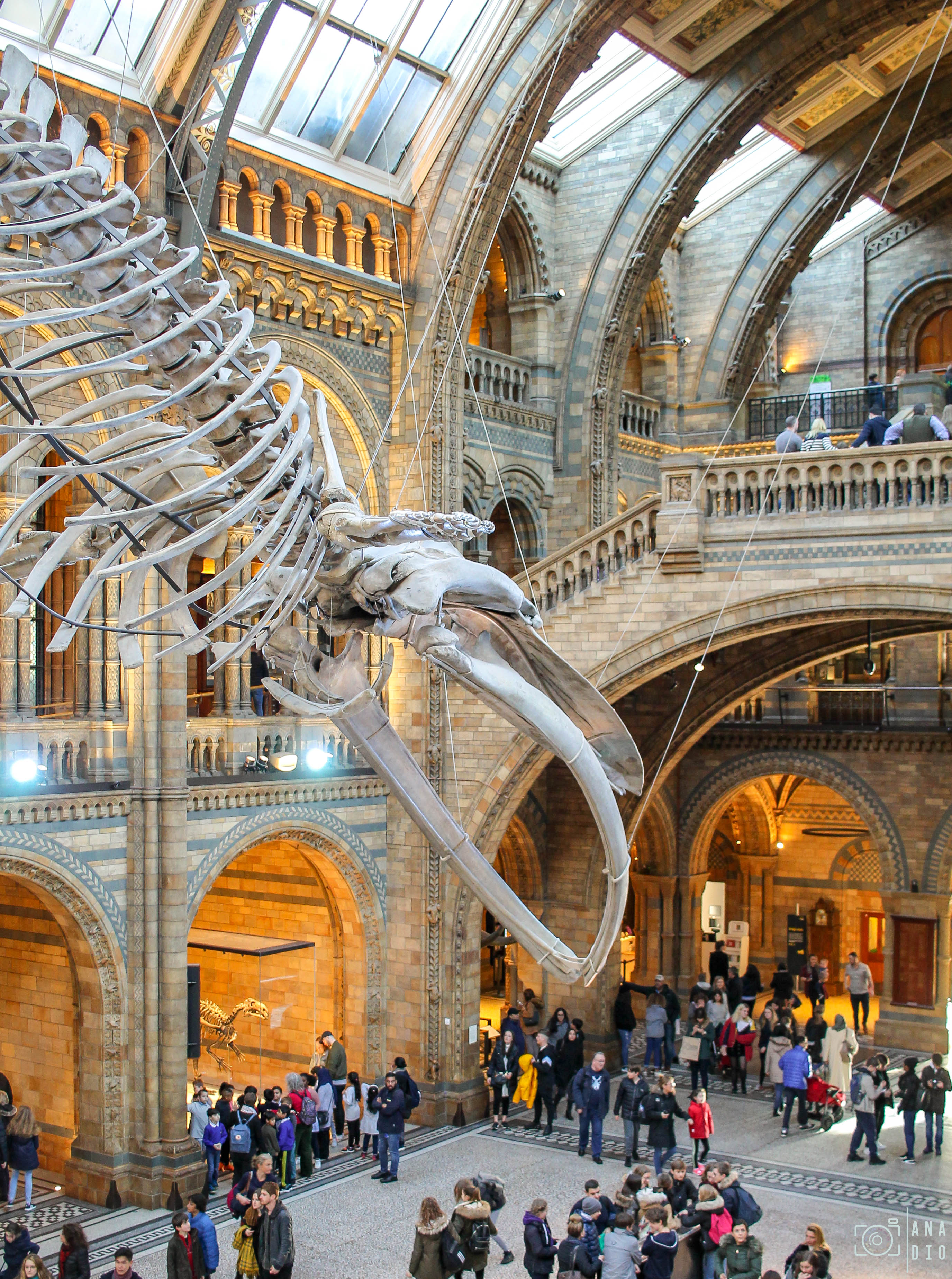 Le Musée d’Histoire Naturelle de Londres