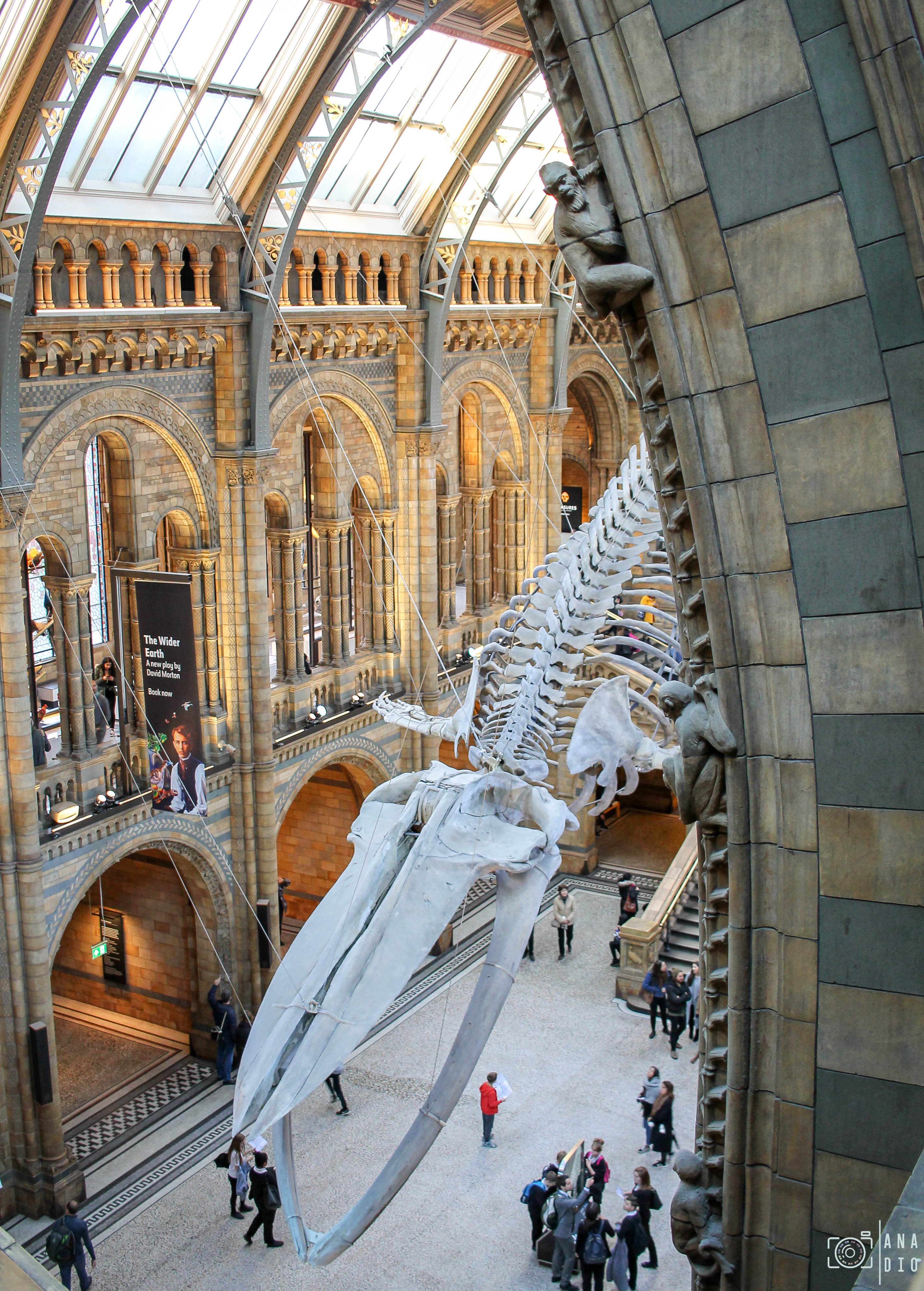 Le Musée d’Histoire Naturelle de Londres