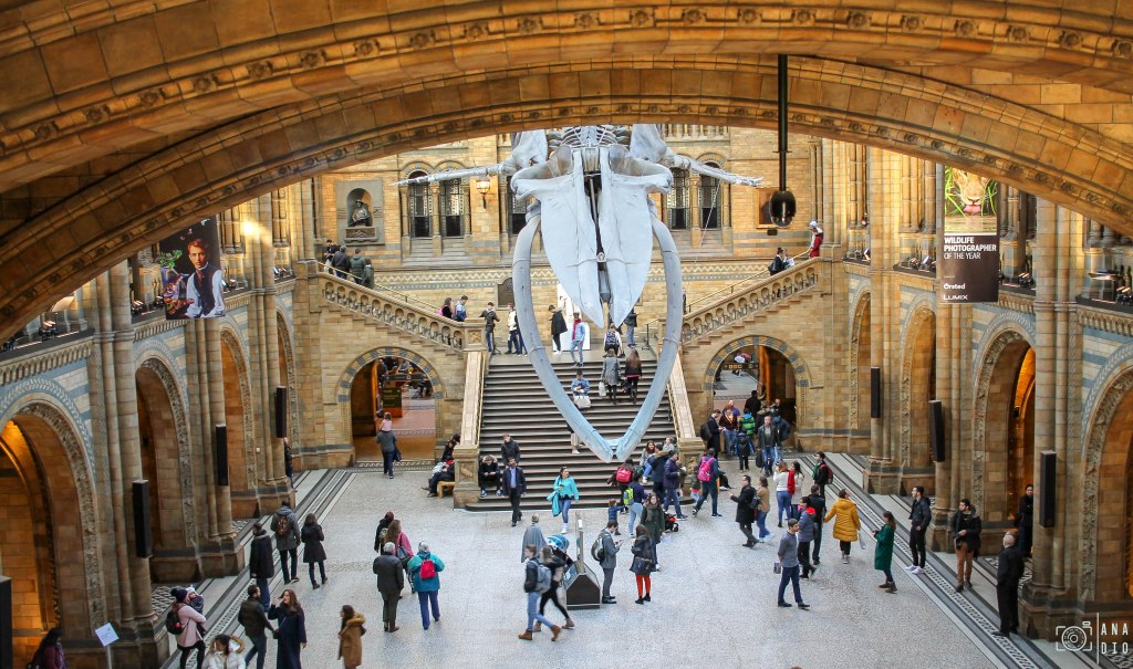 Le Musée d&rsquo;Histoire Naturelle de&nbsp;Londres