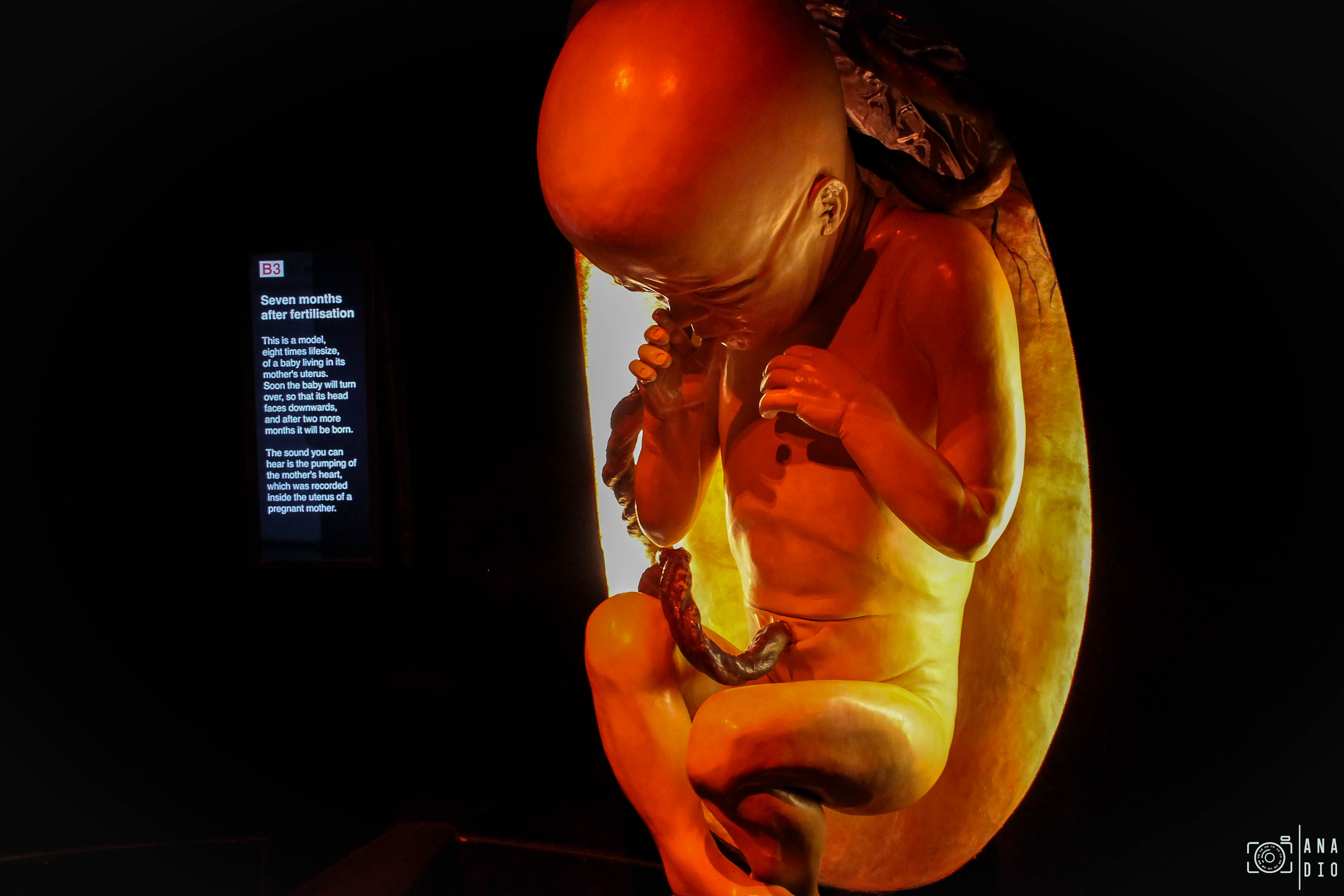 Le Musée d'Histoire Naturelle de Londres