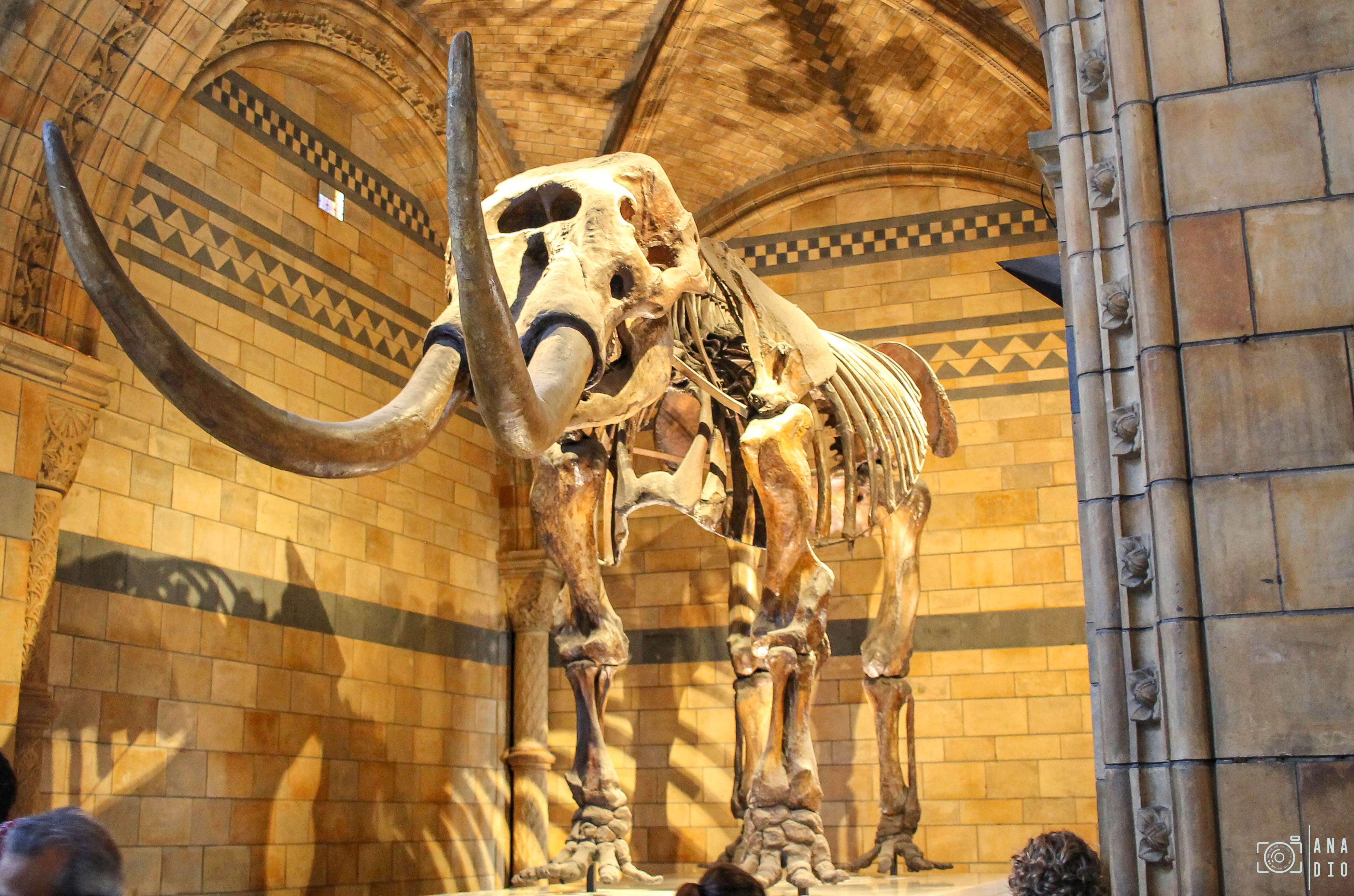 Le Musée d'Histoire Naturelle de Londres