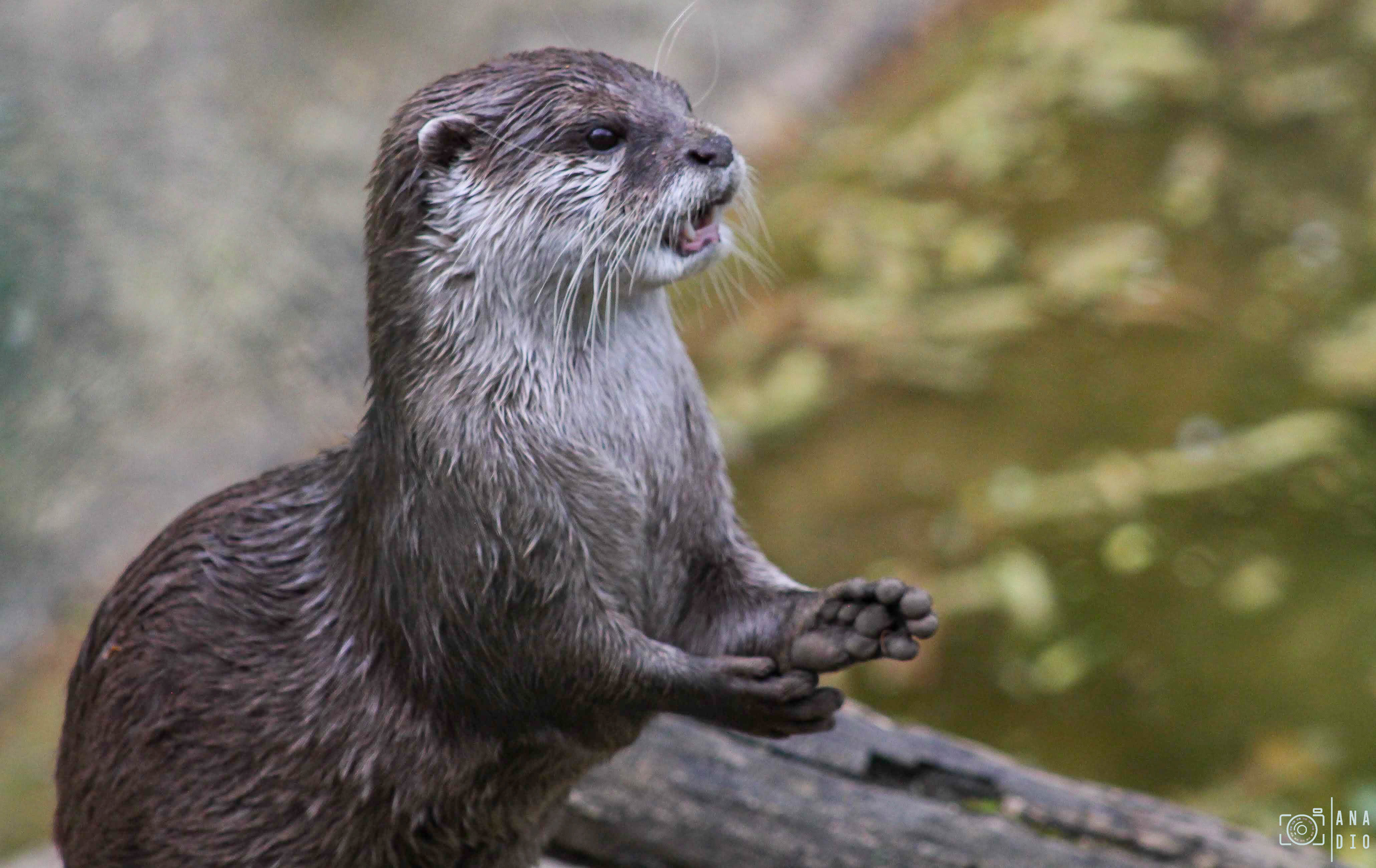 Biotropica à Val de Reuil