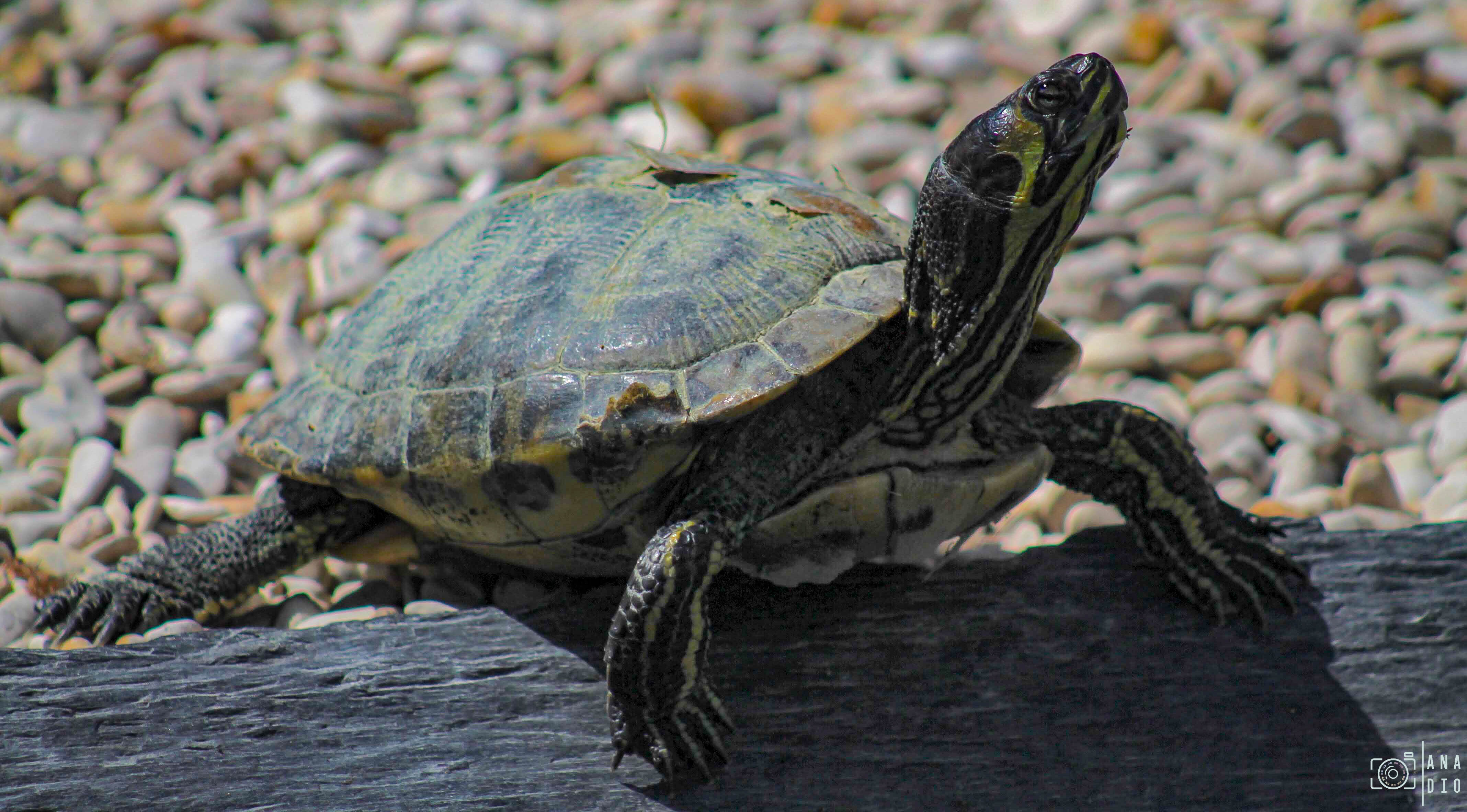 Biotropica à Val de Reuil