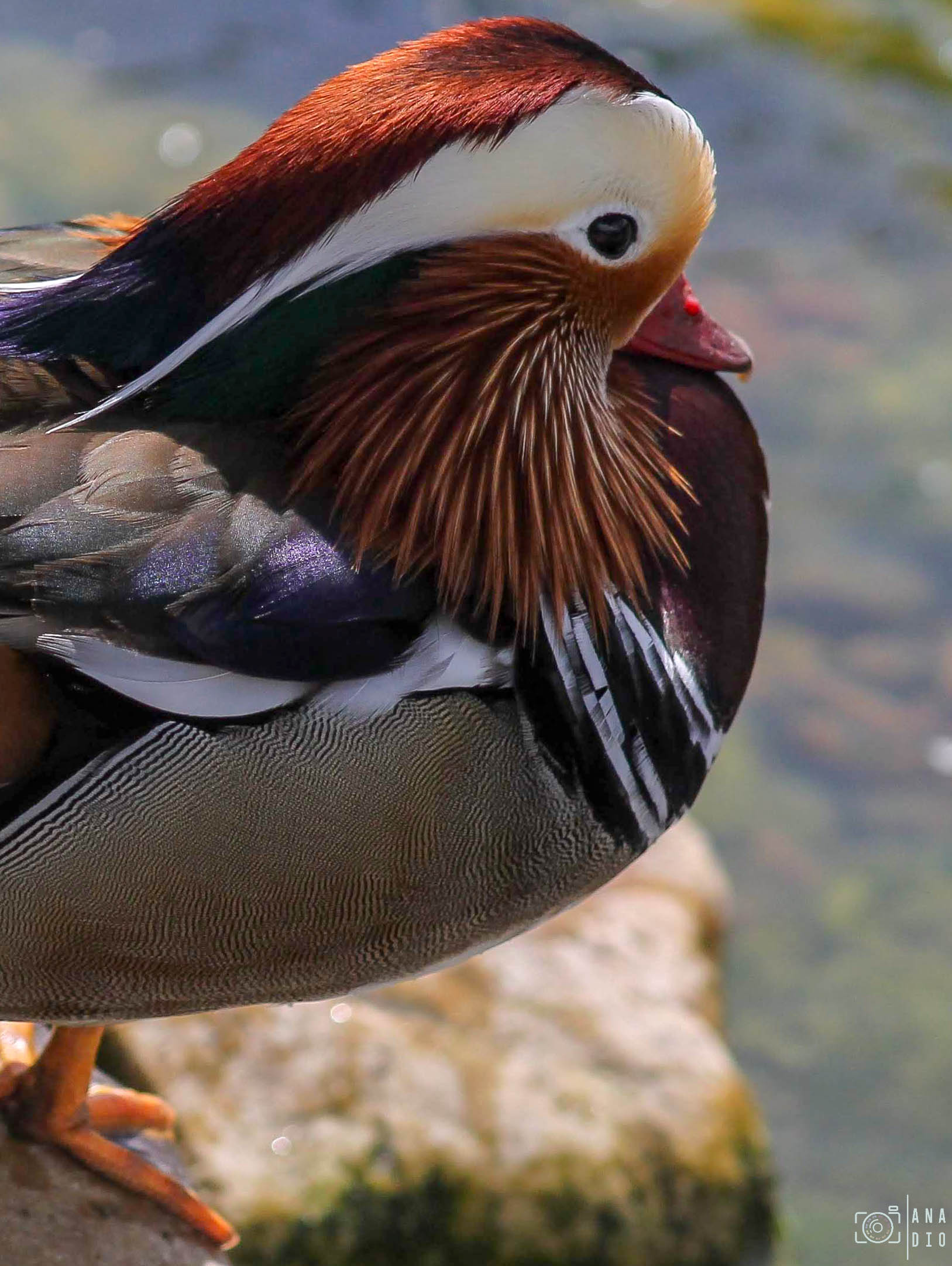 Biotropica à Val de Reuil