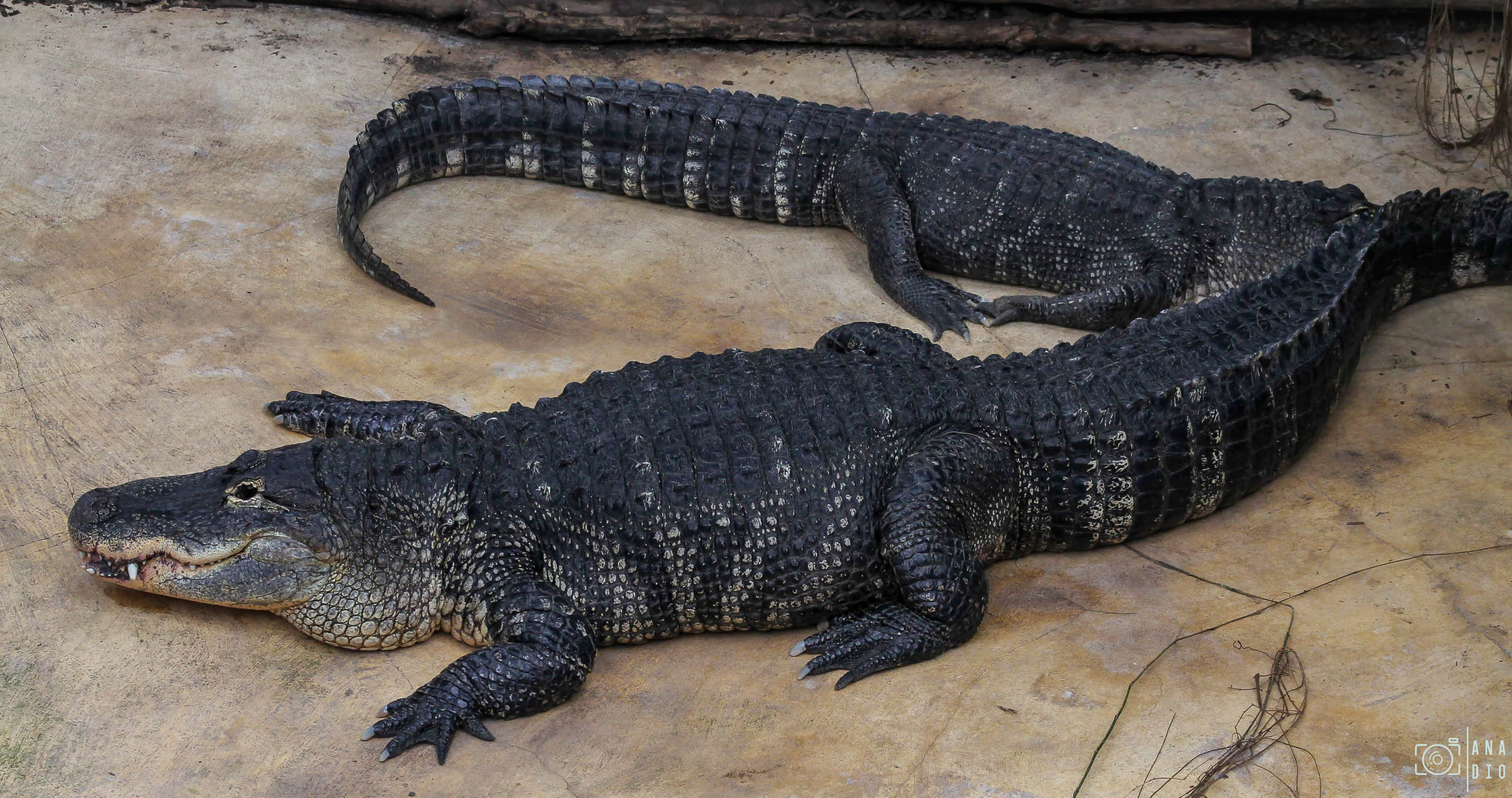 Biotropica à Val de Reuil