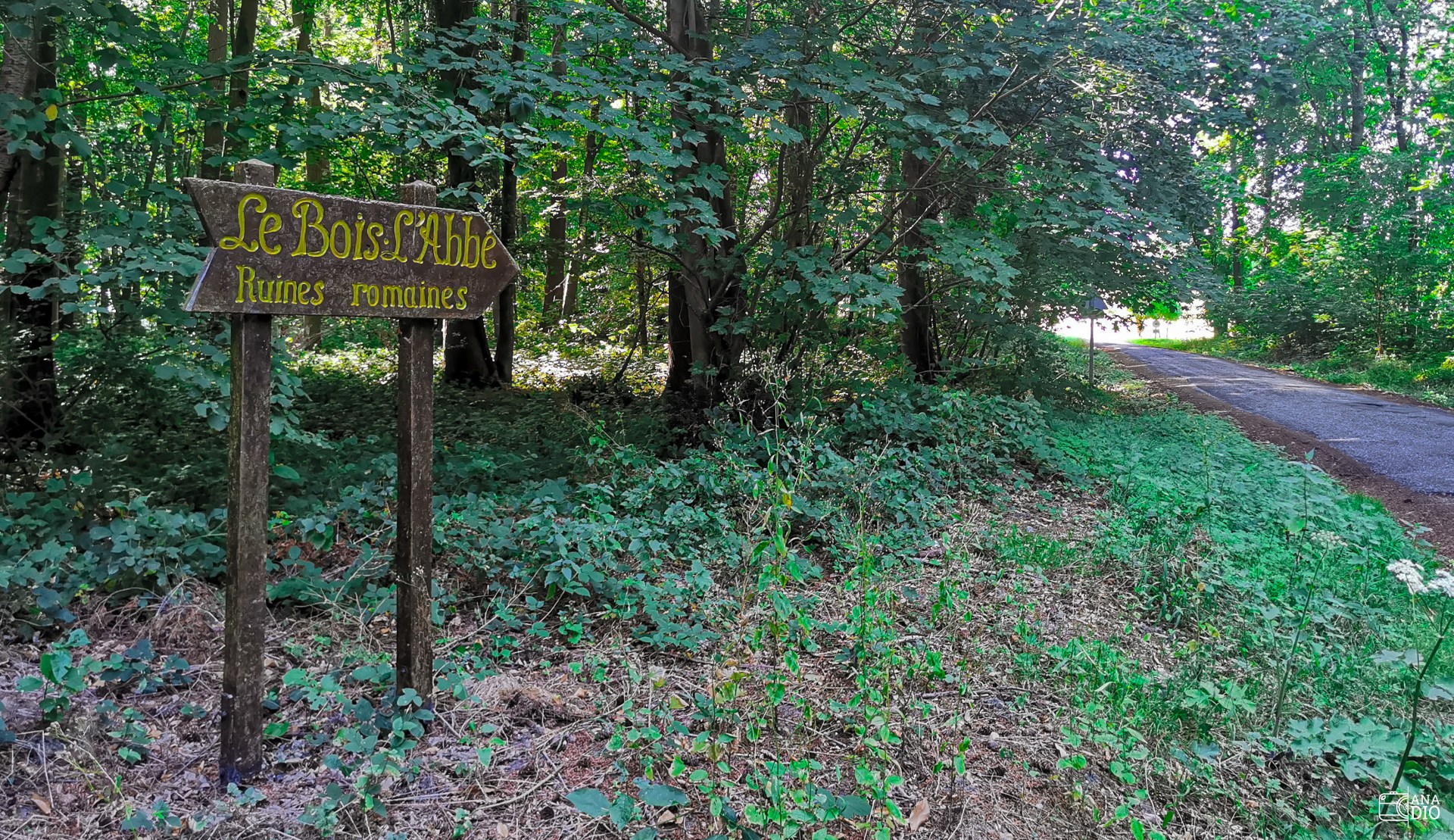 Bois l'Abbé, arrivée depuis la forêt d'Eu