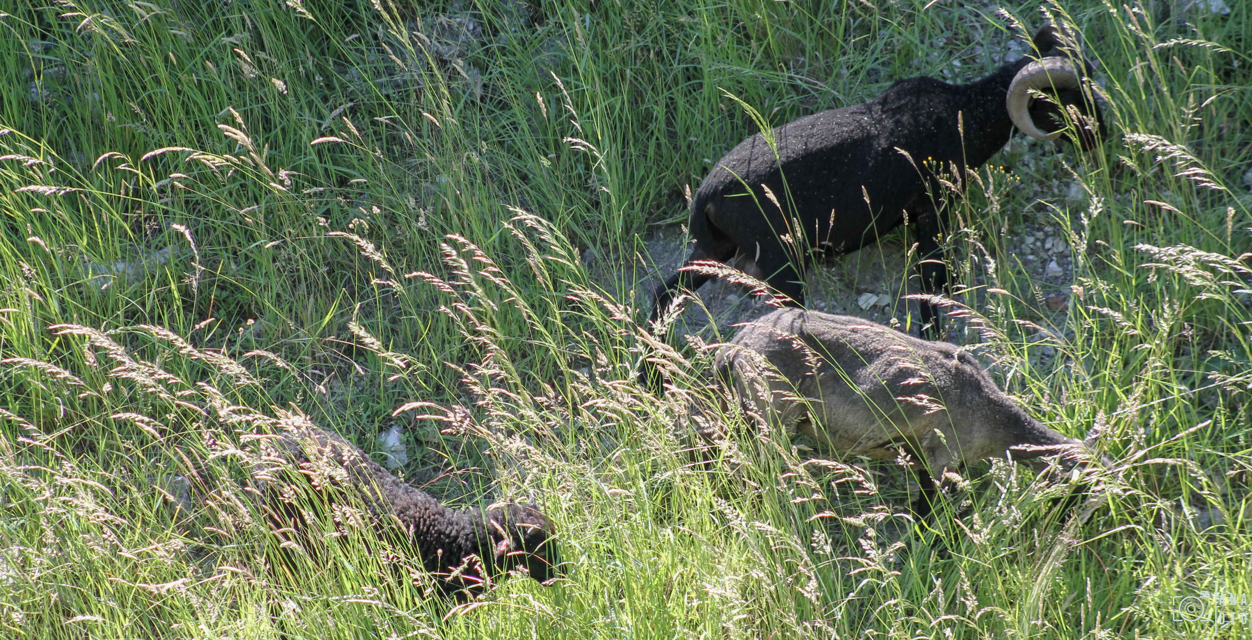 château d'Arques la Bataille