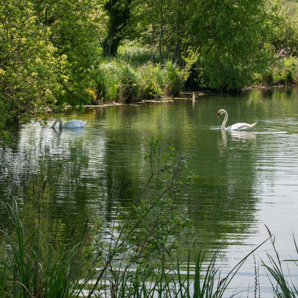 Instant nature à Bouvaincourt-sur-Bresle