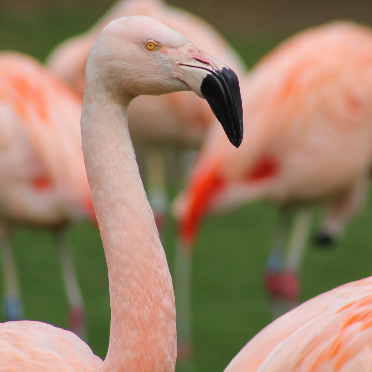 Le parc de Clères&nbsp;#01