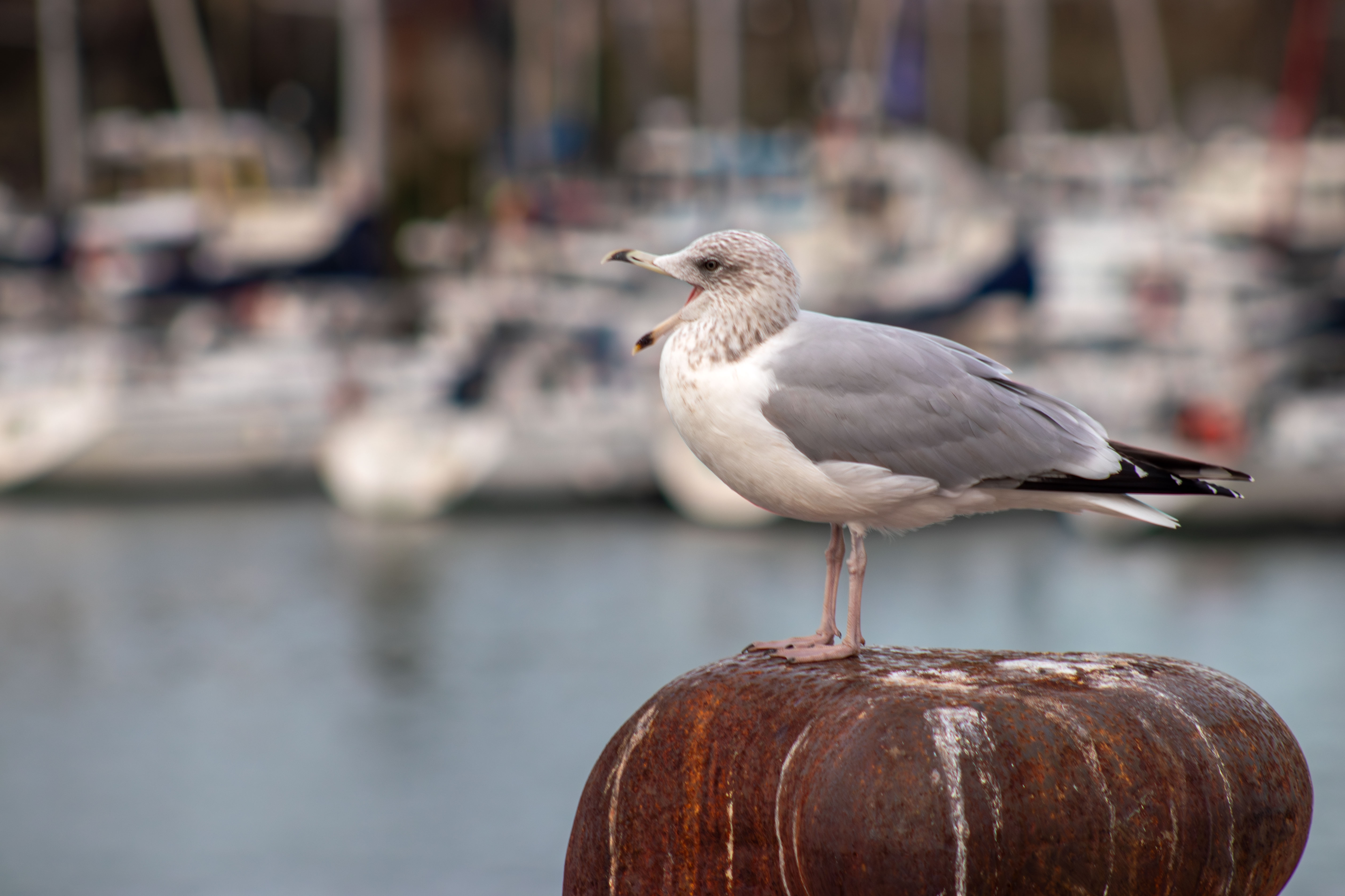 Foire aux Harengs Dieppe - © Anaïs Diodore