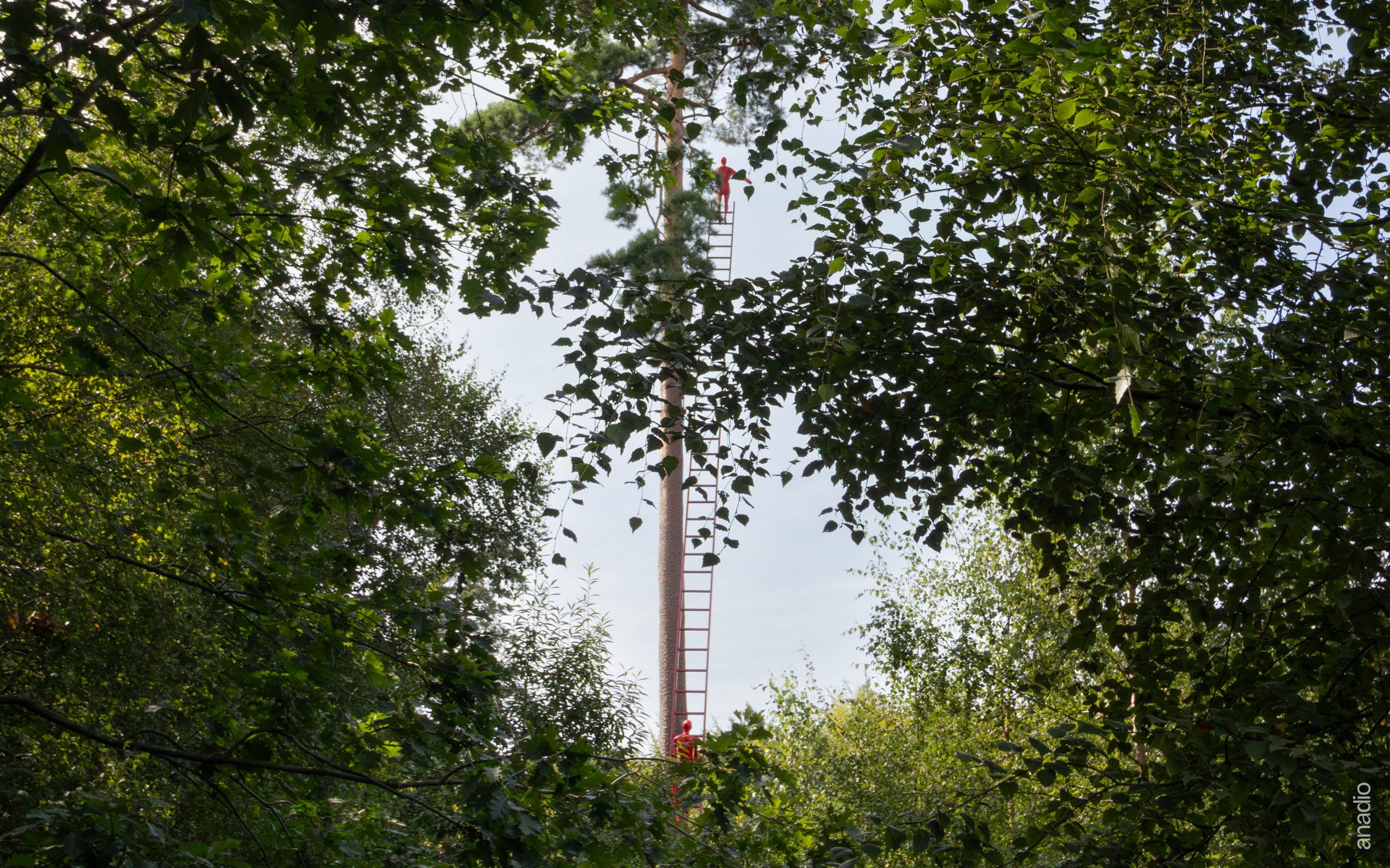 La Forêt Monumentale © Anaïs Diodore