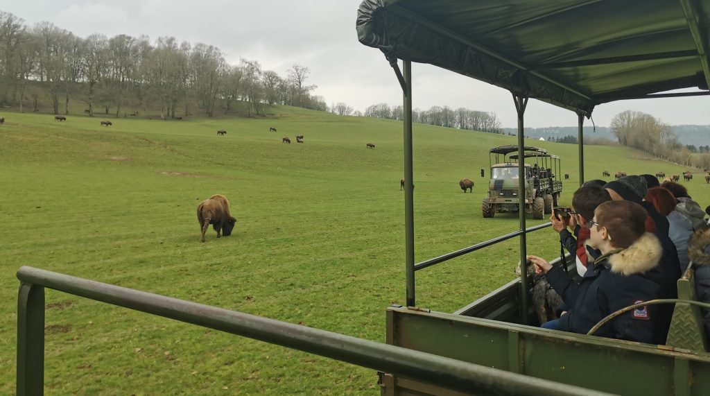 Visite du parc des&nbsp;bisons