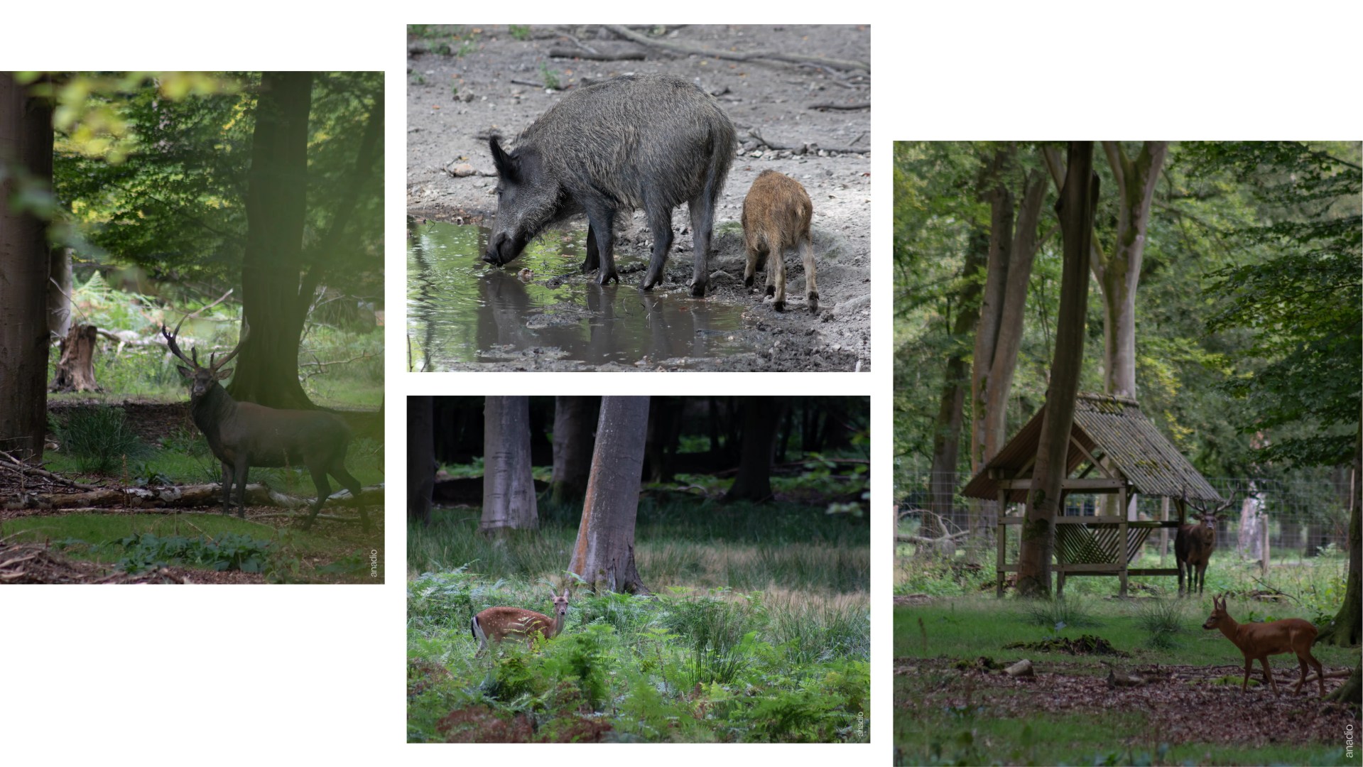 La Forêt de Roumare © Anaïs Diodore