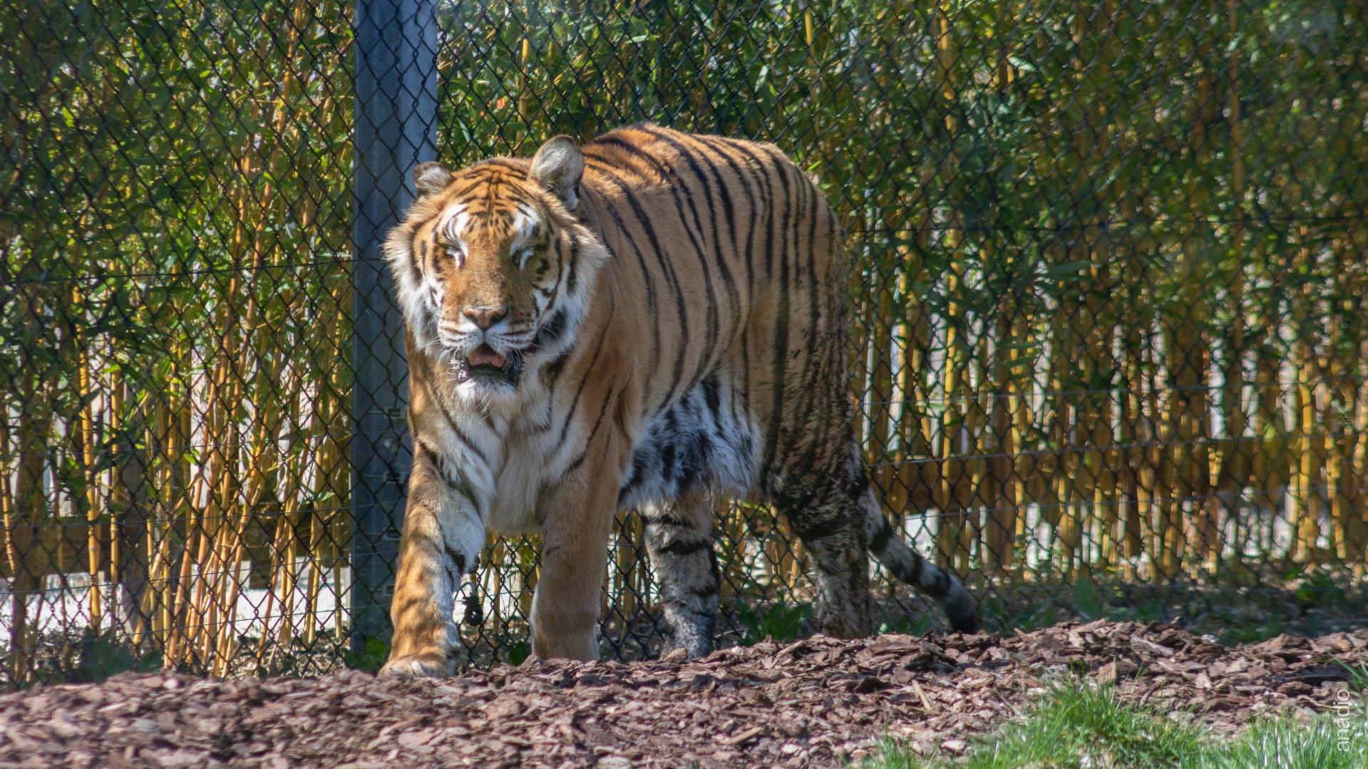 La Tanière - Firmin © Anaïs Diodore