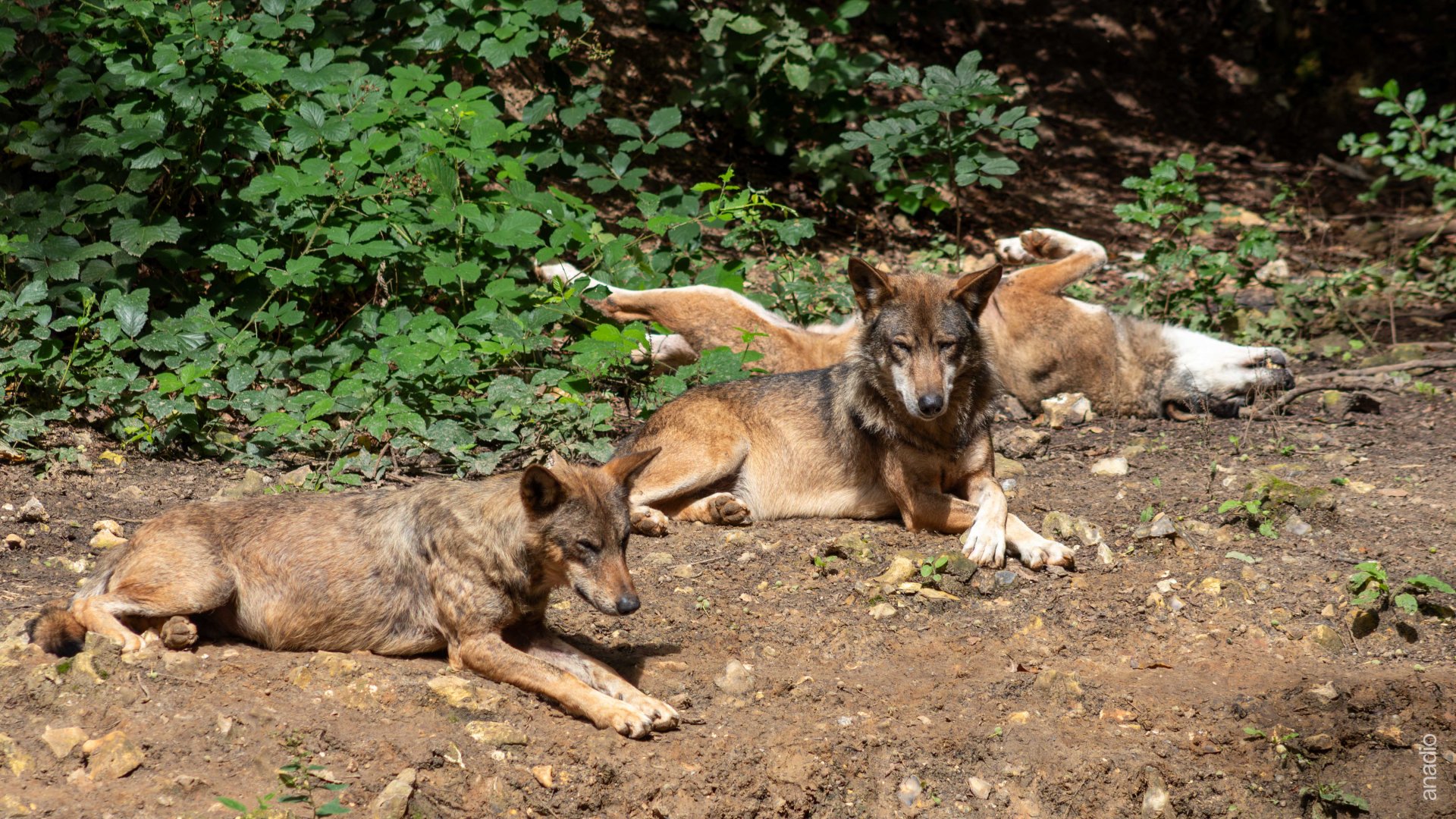 Parc à loups Muchedent
