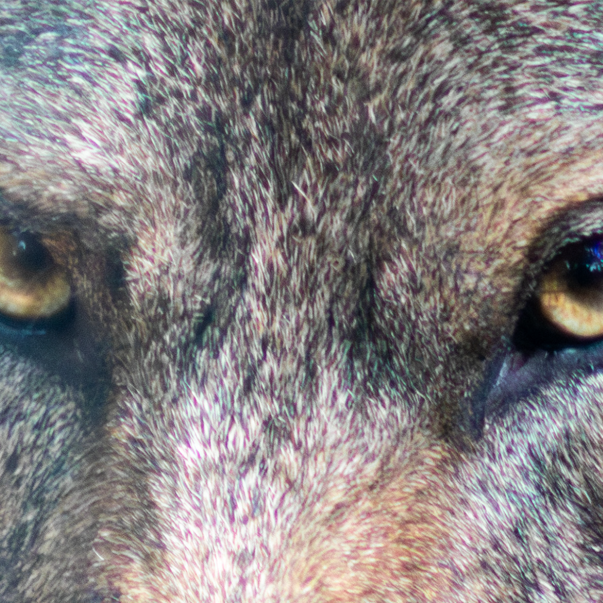 La chronique du jeudi&nbsp;#20