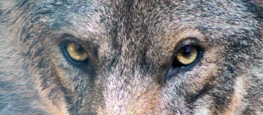 La chronique du jeudi&nbsp;#20