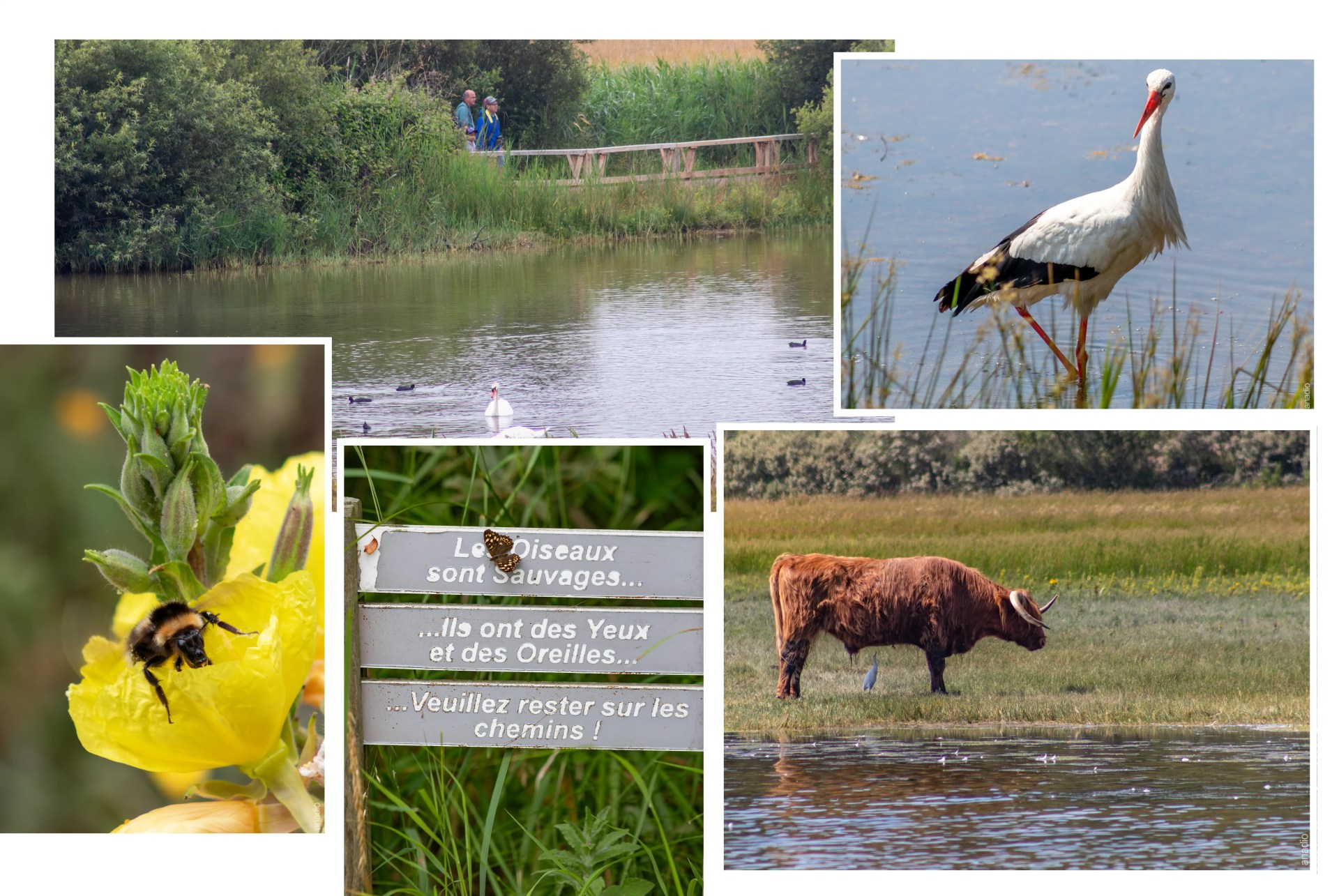 Parc du Marquenterre © Anaïs Diodore@300x