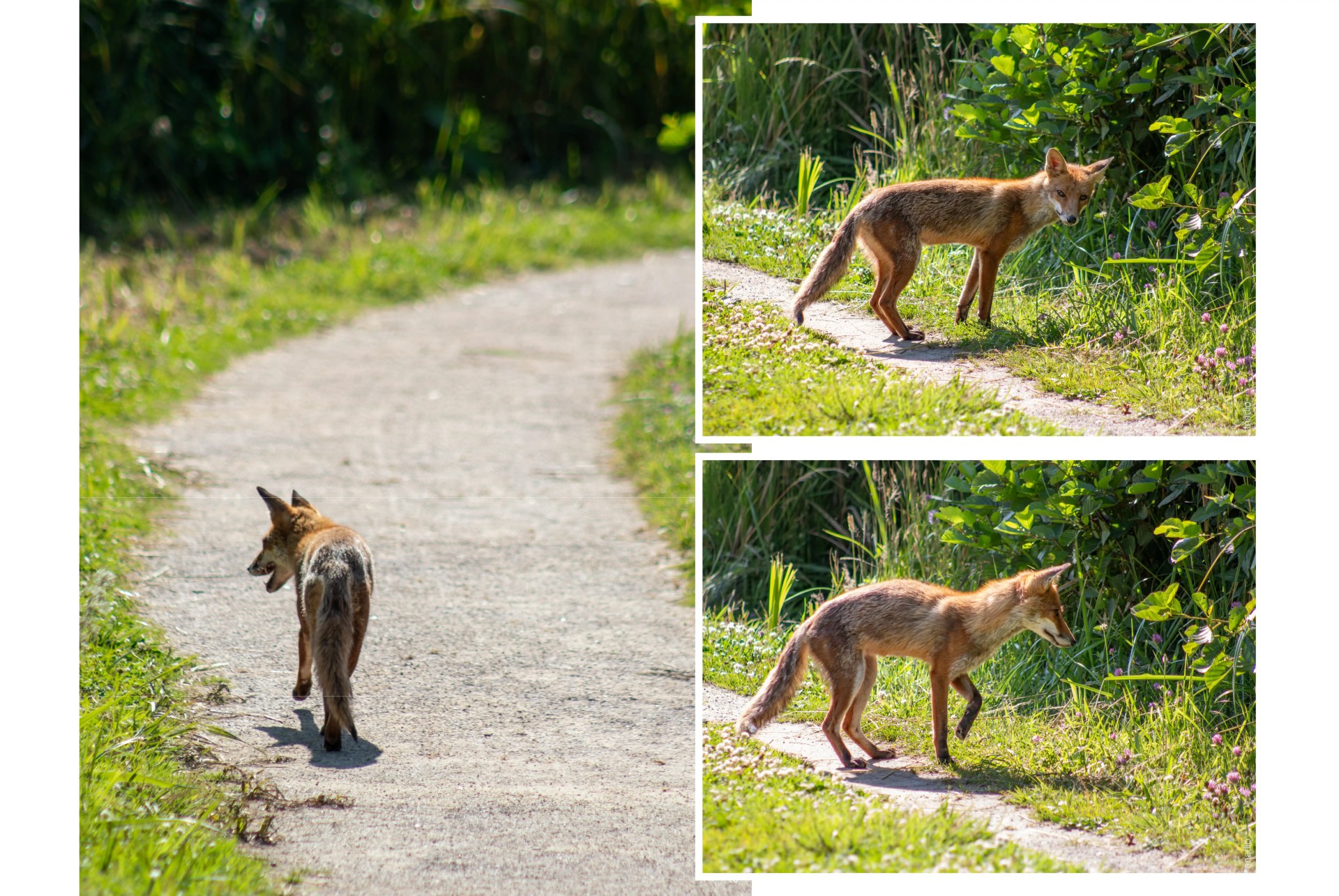 Parc du Marquenterre © Anaïs Diodore@300x