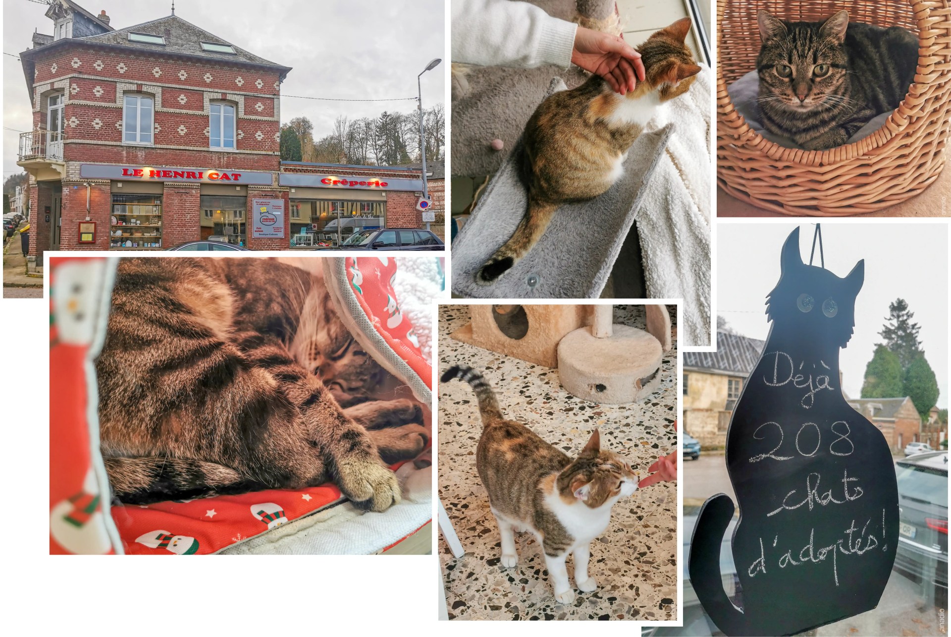 Le Henri cat - crêperie