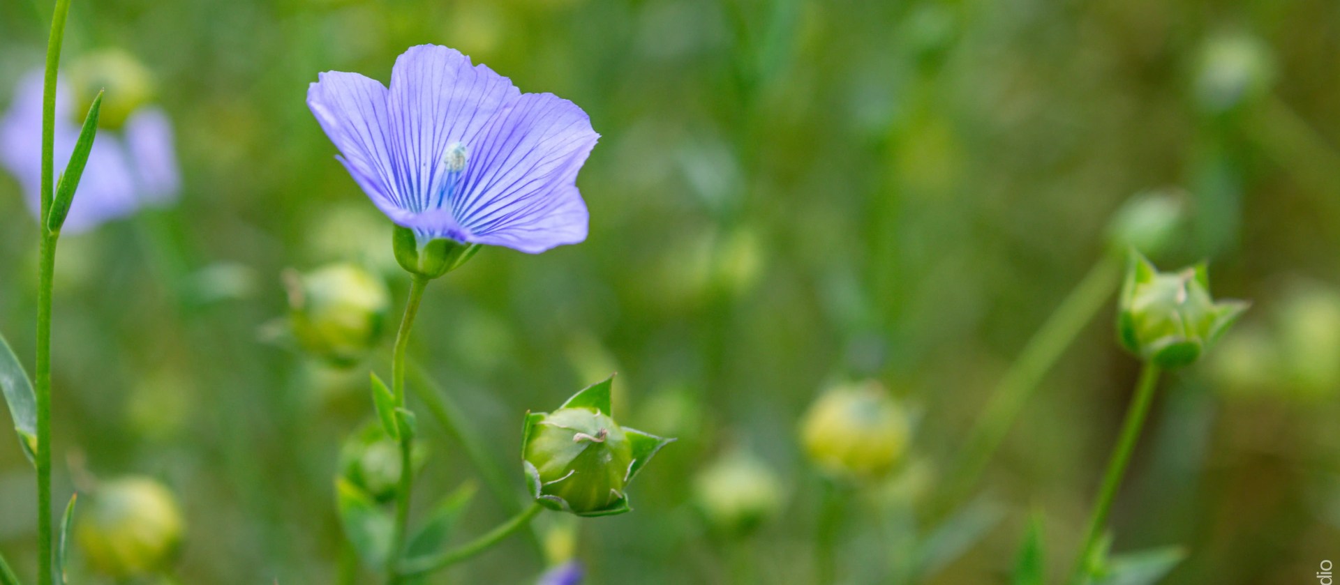 Printemps du Lin en Seine-Maritime